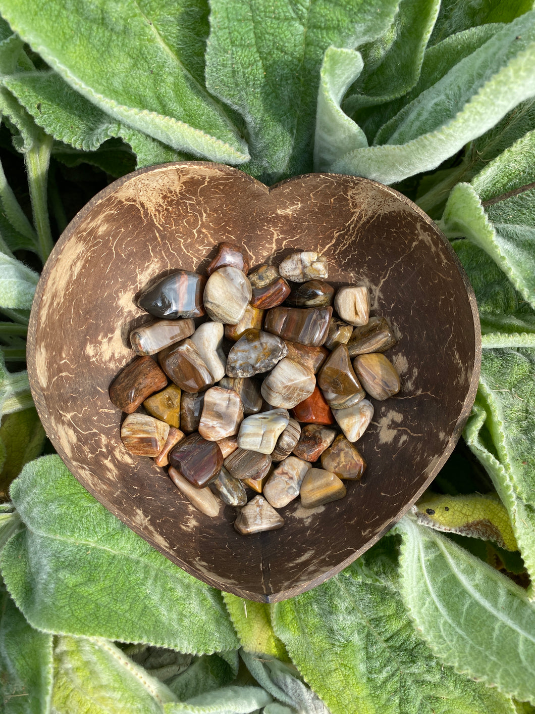 Petrified Wood Small Tumblestones